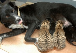 DOG AND TIGER CUBS