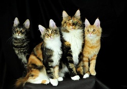 Beautiful Fluffy Maine Coon Cats