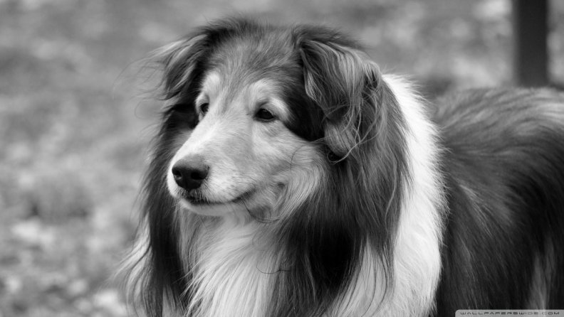 lassie_dog.jpg