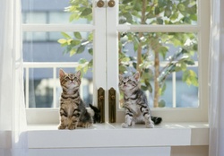 kittens on the window