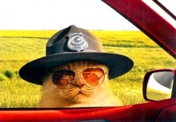 Your License and Registration
