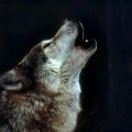 Wolf Howl f