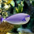 Tropical Fish in Violet Hues