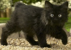 Black Norwegian Forest Kitten