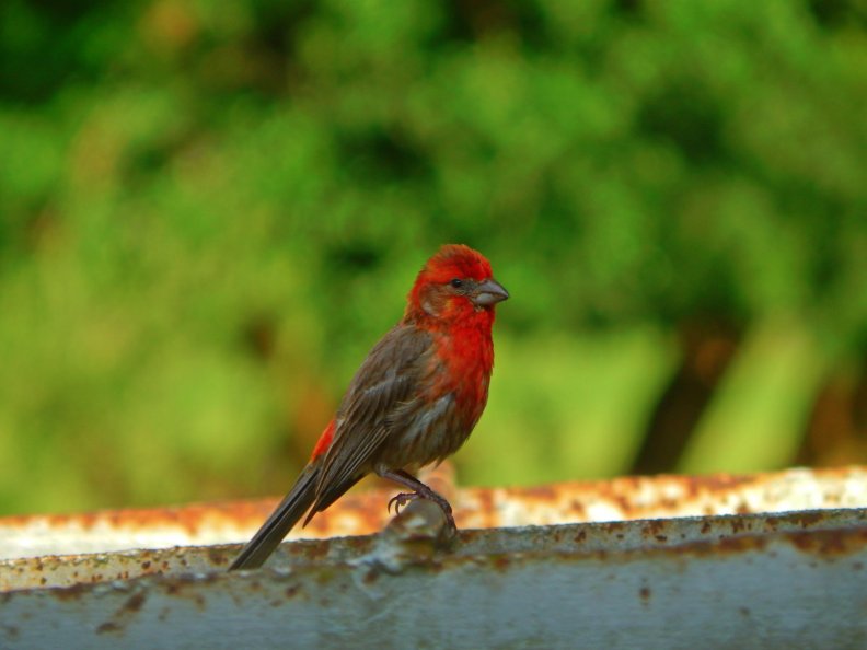 red_sparrow_2.jpg