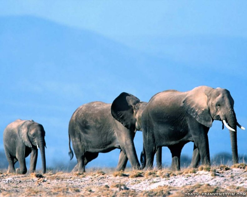  Three Elephants