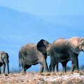  Three Elephants