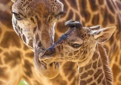 Giraffe &amp; baby