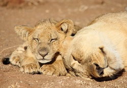 Mother lion