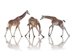 Giraffe dance