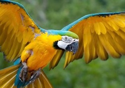 Blue &amp; Yellow Macaw