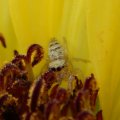 Spider hide sunflower
