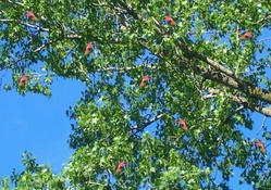 Many Flying Cardinals