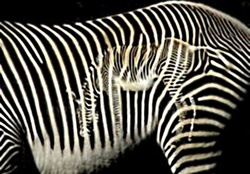 Grevy zebra