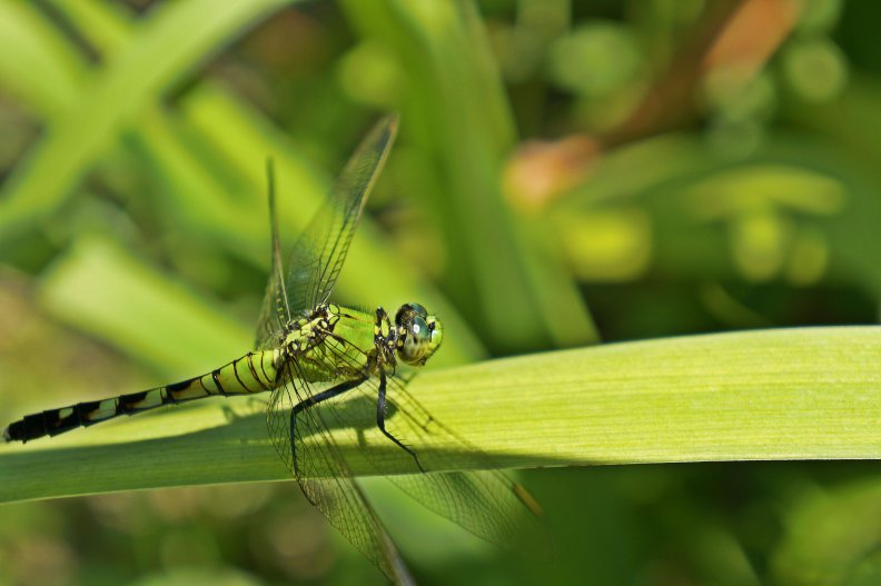 beautiful_dragonfly.jpg