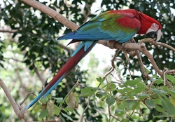 Beautiful Macaw