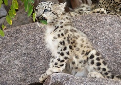 A young snow leopard