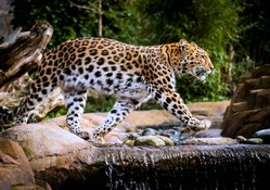 Amur Leopard crossing a Waterfall