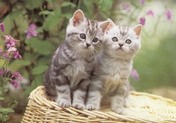 2 cute kitties looking at something