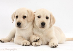 cute pups
