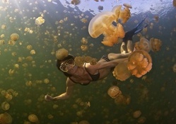 Photo of a Crazy Girl Swimming With JellyFish off The Coast of Queensland, Australia