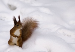Squirrel in the Snow