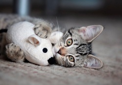 Adorable Kitten ♥