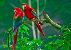 Parrots Paradise