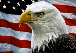 Bald Eagle and USA Flag F