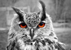 Owl with Orange Eyes