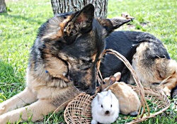 dog and bunnies