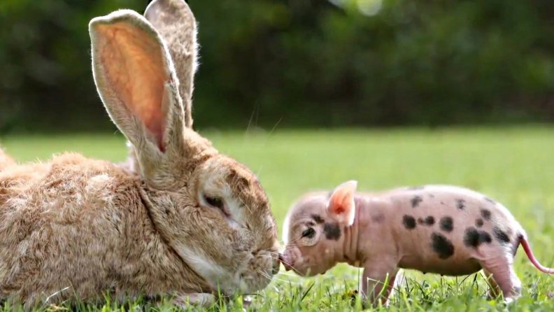 rabbit and piglet