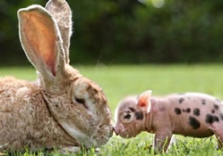 rabbit and piglet