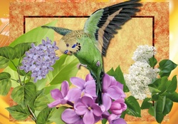 BUDGIE WITH LILACS