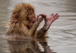 Monkey in water