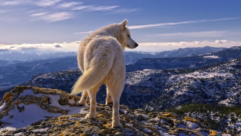 Artic White Wolf