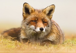 Misty fox