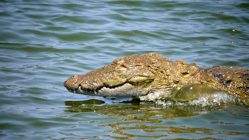 Crocodile Strike