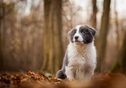 Puppy in the forest
