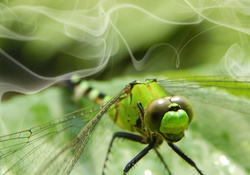 Smoking Dragonfly