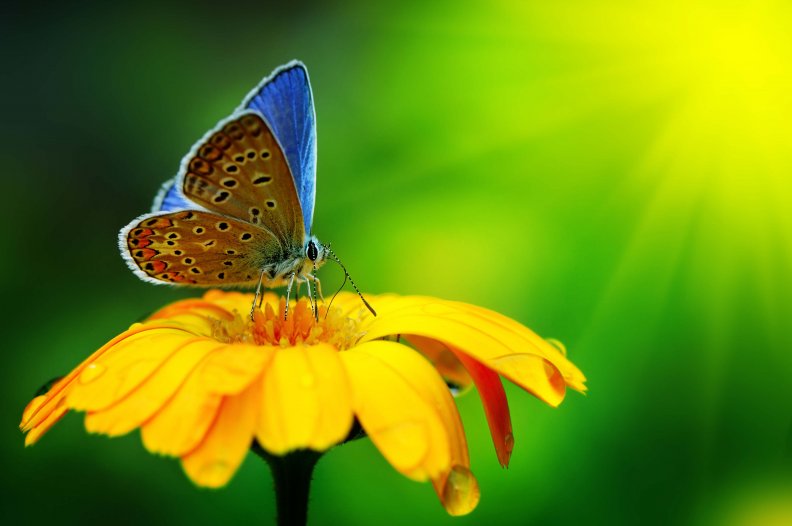 butterfly_on_sunflower.jpg