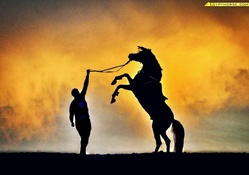 horse and man