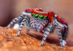 Colorful Spider