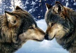 Loving wolves