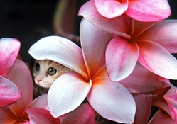 Kitten Hiding in Plumeria Flowers