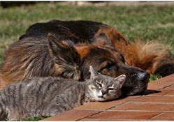 sunbathing pets
