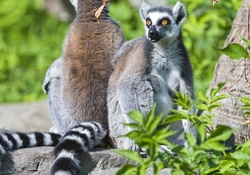 *** Lemurs ***