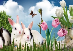 Spring bunnies