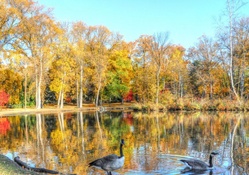 geese on a beautiful pond in autumn