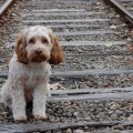 Dog on the train track